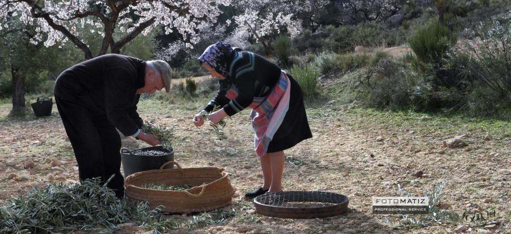 Harvesting olives in Benizar