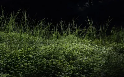 Green grass on the forest floor