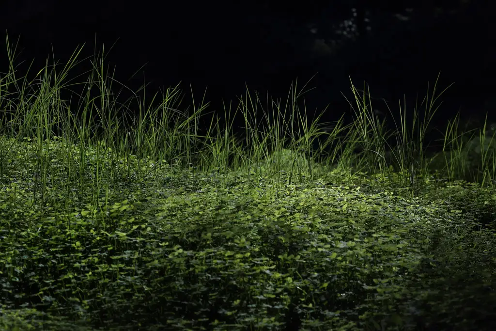 Green grass on the forest floor Green grass on the forest floor