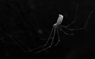 Spider in de dark