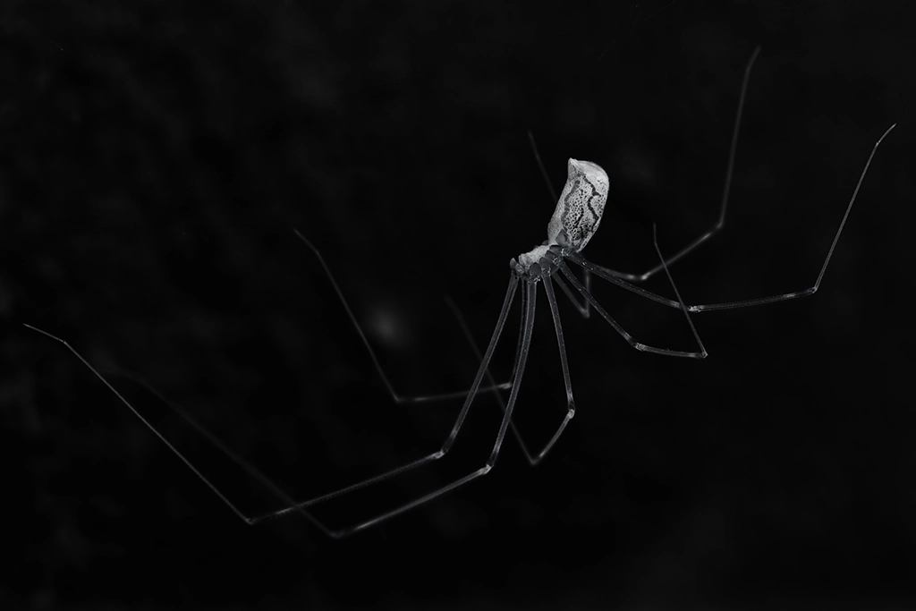 Black-and-white photograph of a house spider Black-and-white photograph of a house spider