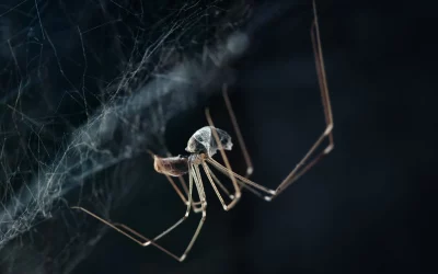 House spider caught a fly