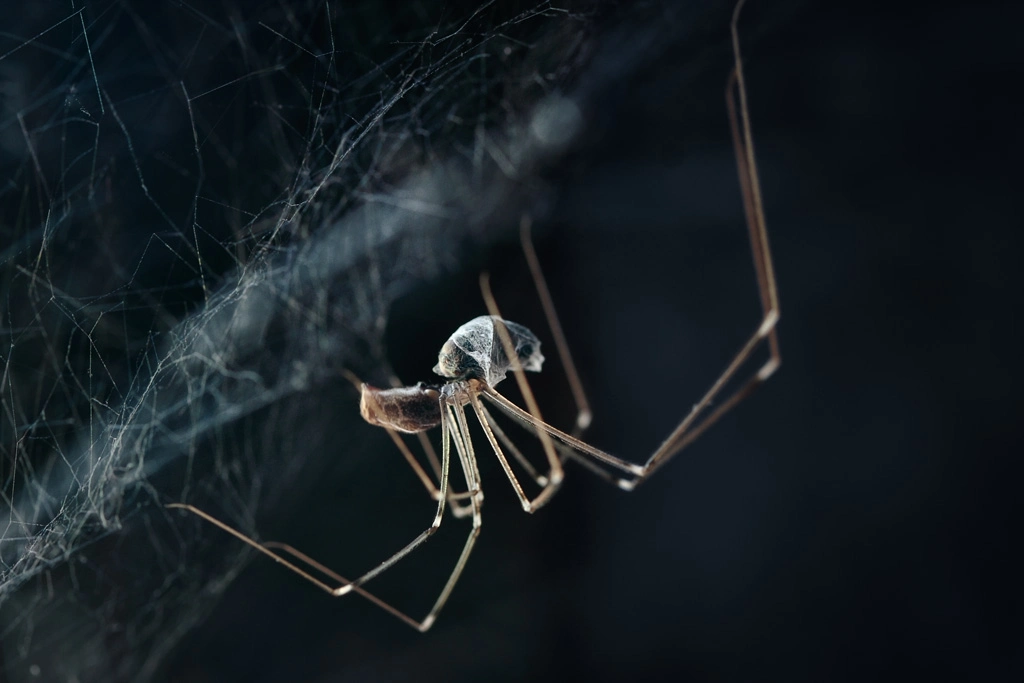 Spider in de dark Spider in de dark