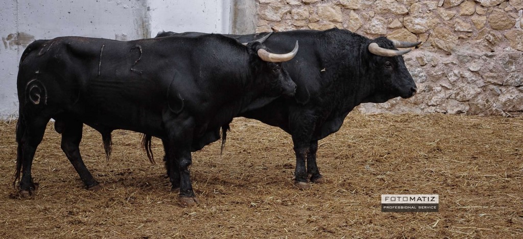 Spanish fighting bulls