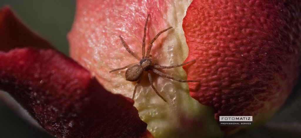Little spider on a red rose