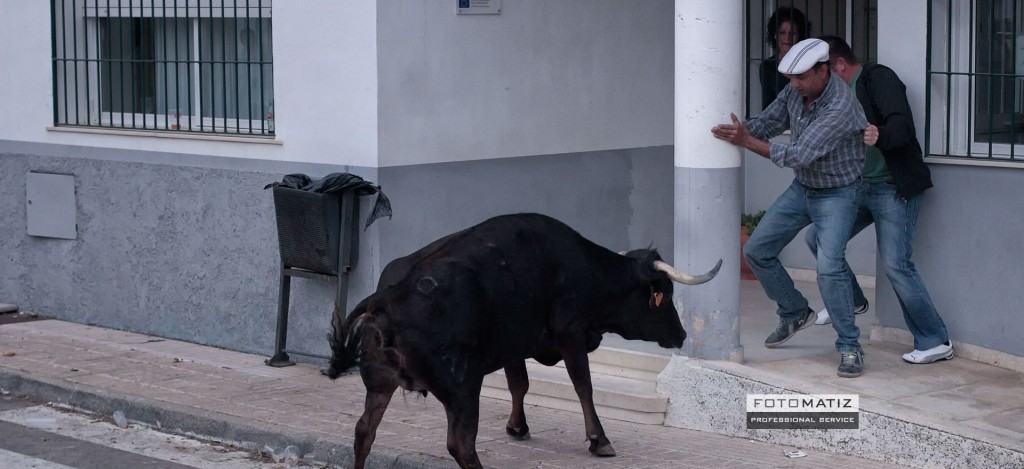 Bull at the medical centre
