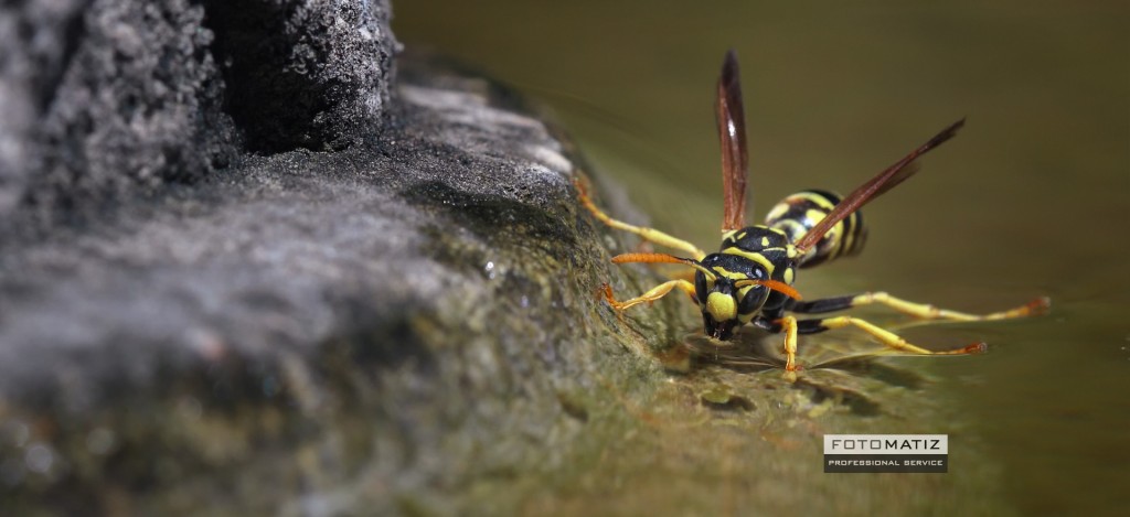 Little Wasp in a fountain