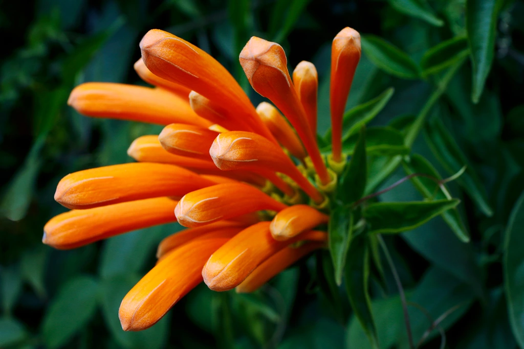 Pyrostegia Venusta en Murcia