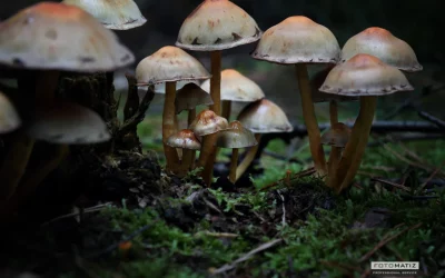 Mushroom on the forest floor