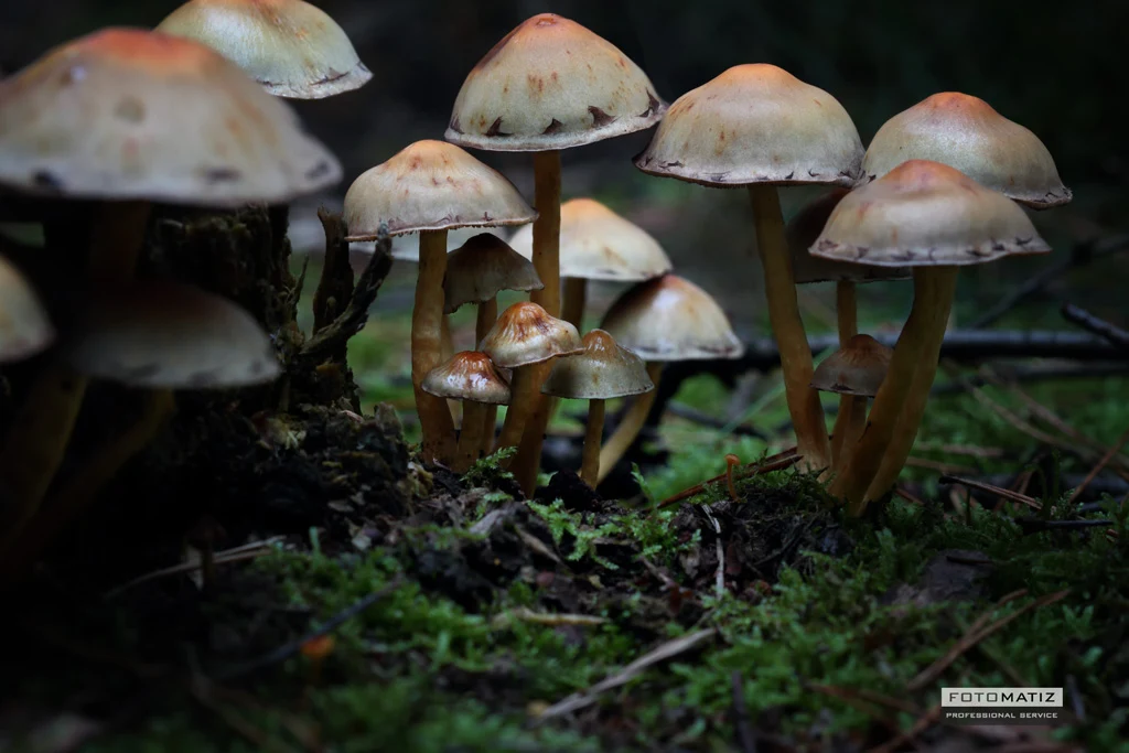 Sulphur Tuft mushrooms