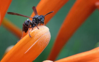 The small wasp