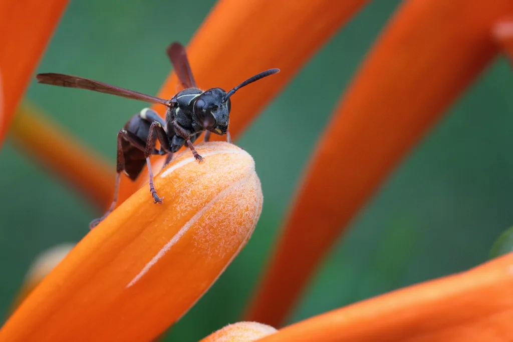 Wasp on a Pyrostegia Venusta en Boquete