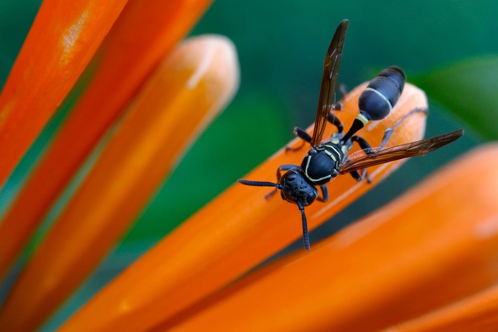 Wasp on a Pyrostegia Venusta en Boquete in Panama