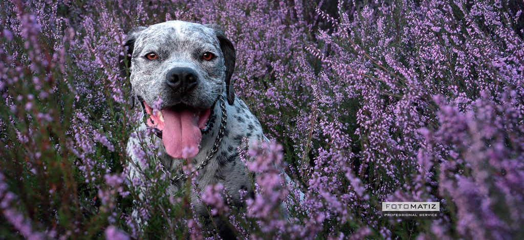 Bruno Out in the Moorlands