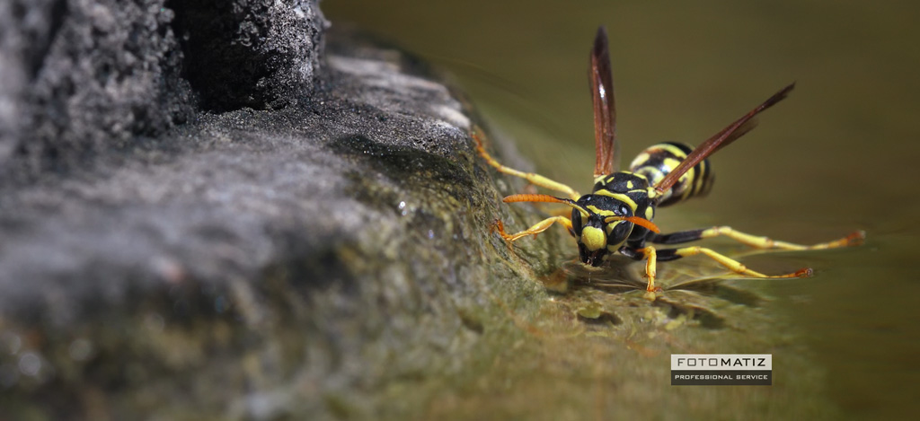 Little Wasp