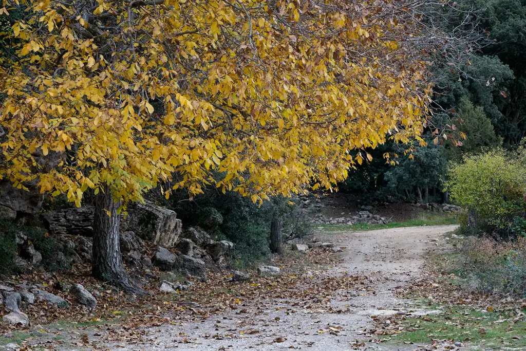Autumn colours in the small hamlet of Bajil