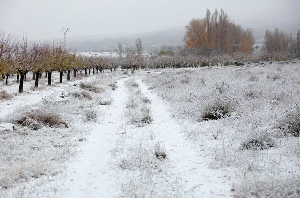 The Magic of the First Snow in El Sabinar