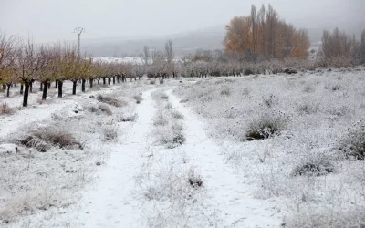 The Magic of the First Snow in El Sabinar