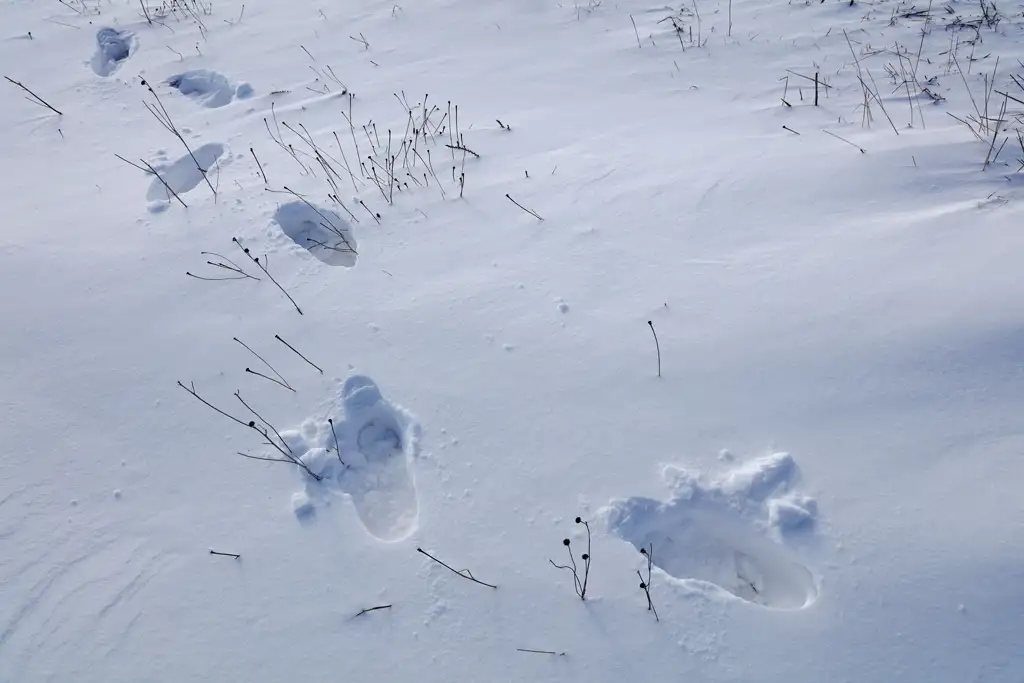 Advancing step by step over a thick carpet of snow
