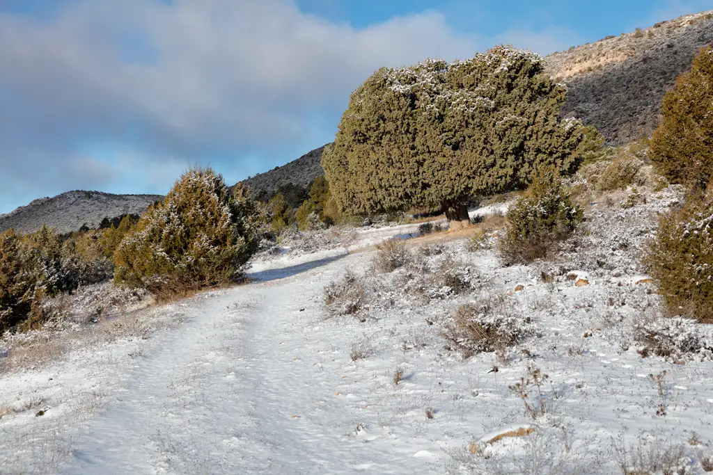 One of the hundred-year-old junipers along the route