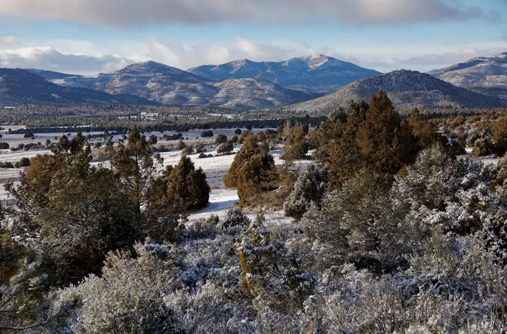 Storm Ingrid covers El Sabinar with a blanket of snow