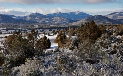 Storm Ingrid covers El Sabinar with a blanket of snow