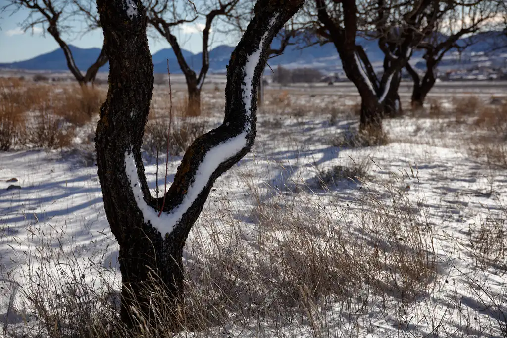 Strong gusts of wind scattered snow everywhere