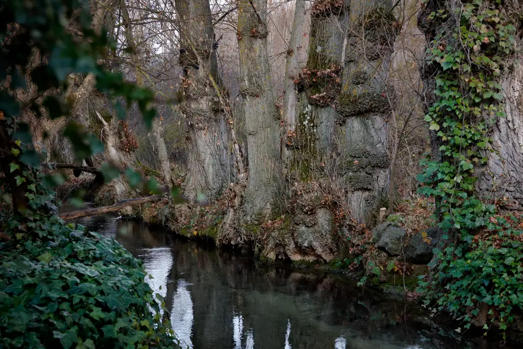 Trees beside the Mayor del Molinillo River