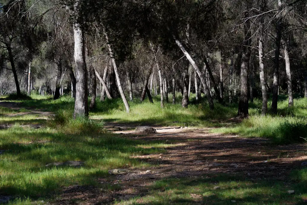 A rare view of the lush green vegetation in the pine forest