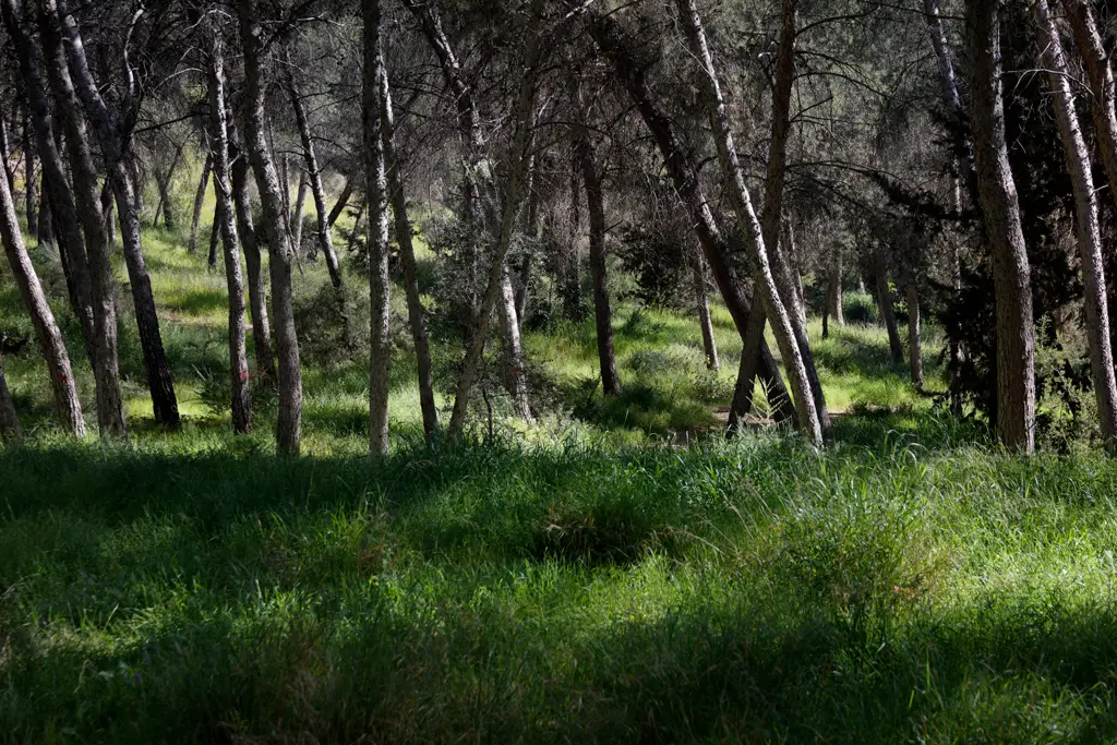 Trees, Pines, Plants, Flowers in the natural park "El Valle"