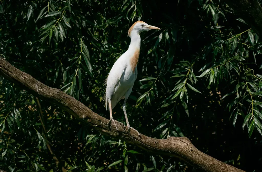 Spotting the Western Cattle Egret in Murcia