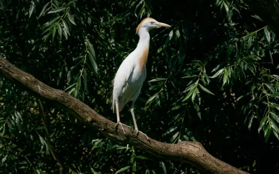 Spotting the Western Cattle Egret in Murcia