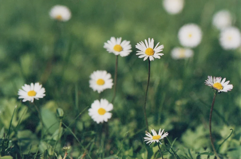 A Lifelong Journey Through Analogue Photography