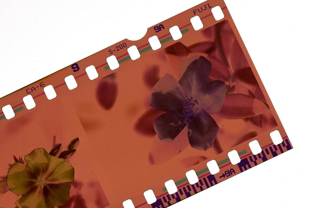 Negative film from Analog Photography Negative film from Analog Photography