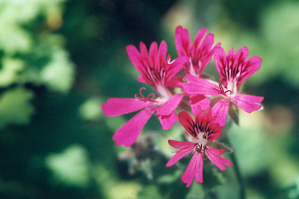 Pink Capricorn - Analog flower Pink Capricorn - Analog flower