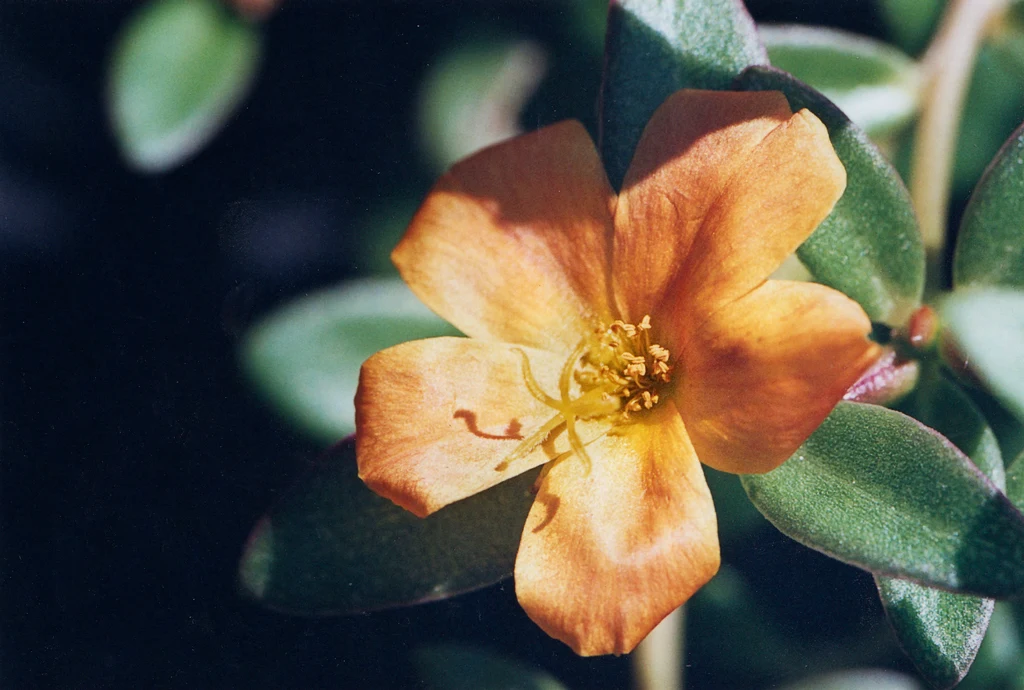 Portulaca grandiflora Portulaca grandiflora - Flower