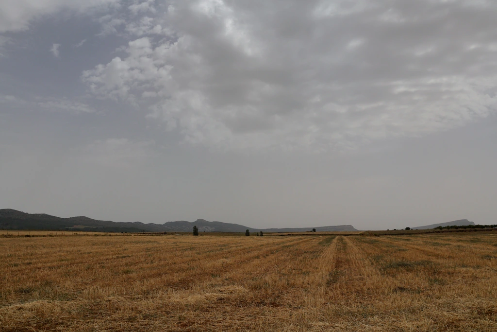 The dry, heat-stressed surrounding of El Sabinar shrouded in airborne dust The dry, heat-stressed surrounding of El Sabinar shrouded in airborne dust