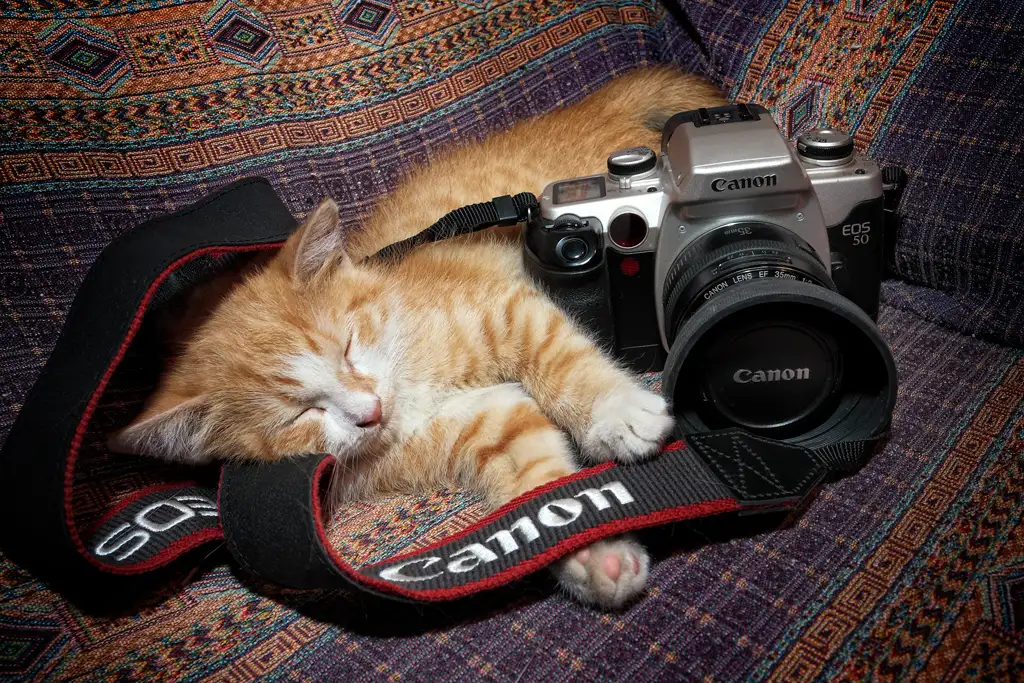 Love for Analog Photography Love for Analog Photography