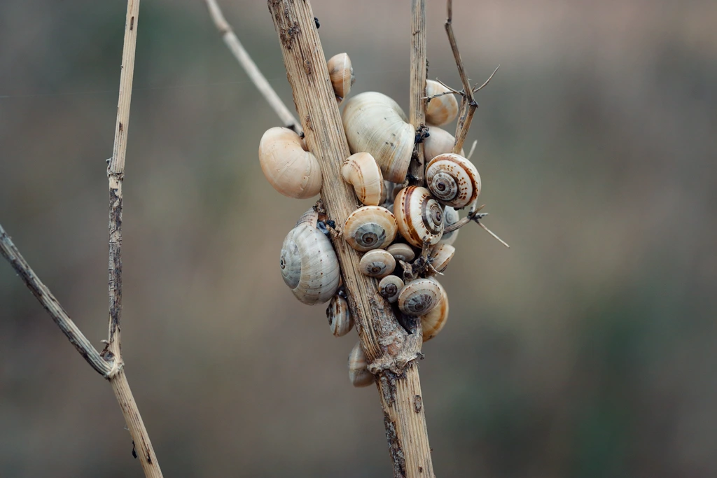 A bunch of snails clumped together on a branch A bunch of snails clumped together on a branch