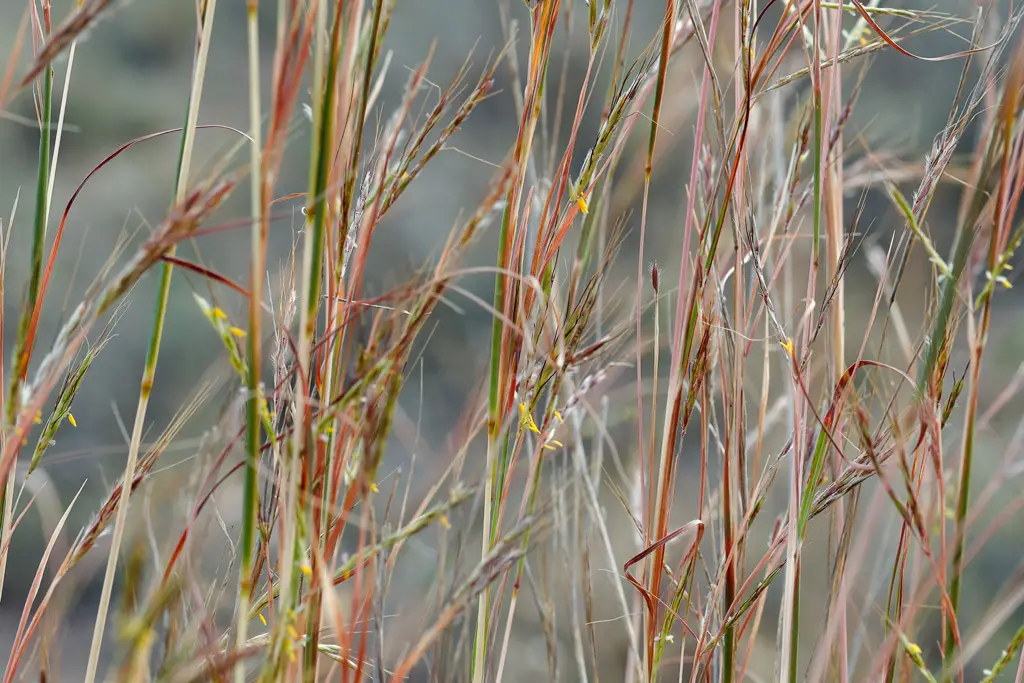 Little Bluestem - Cerrillo Hyparrhenia Hirta in Murcia Little Bluestem - Cerrillo Hyparrhenia Hirta in Murcia