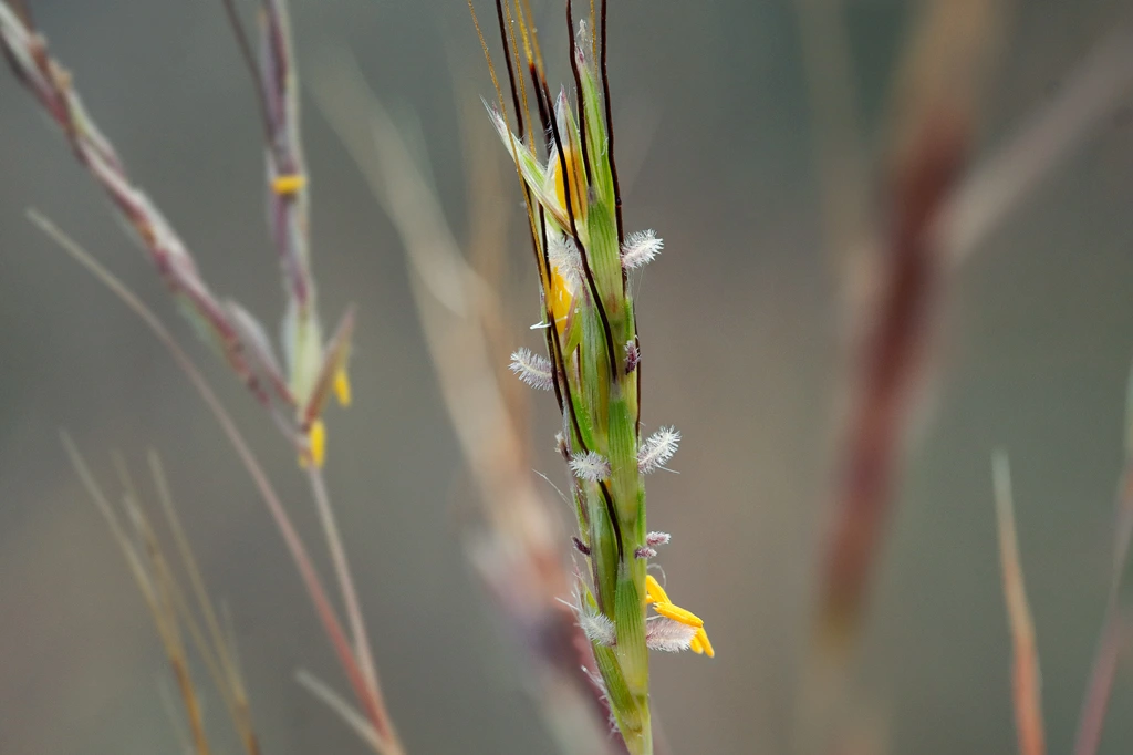 Little Bluestem - Cerrillo Hyparrhenia Hirta Little Bluestem - Cerrillo Hyparrhenia Hirta