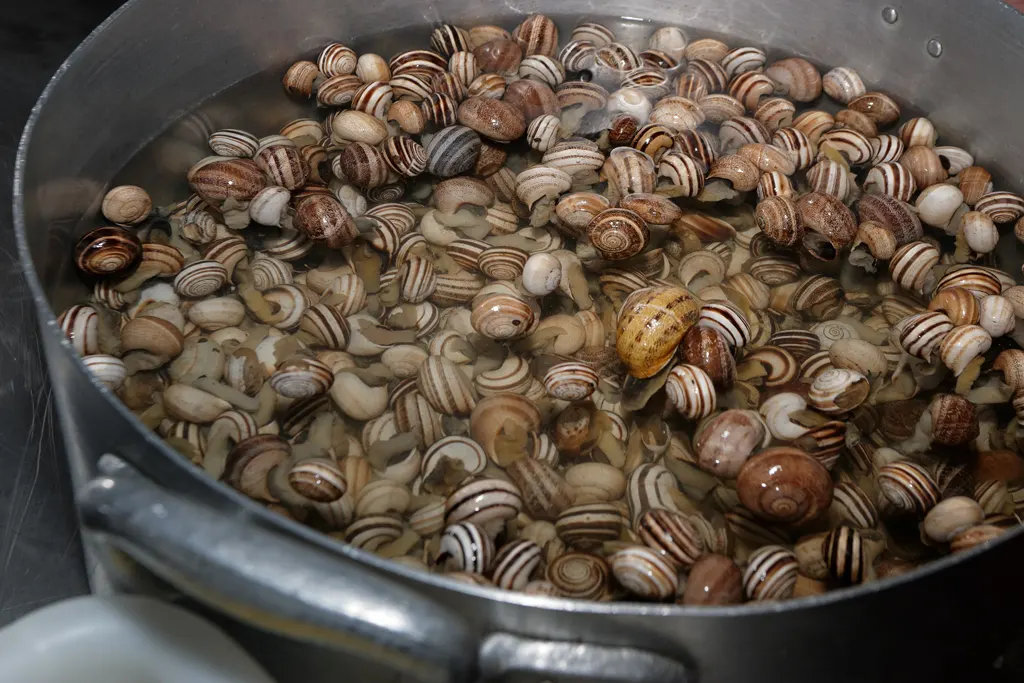 Pot with snails ready to prepare Pot with snails ready to prepare