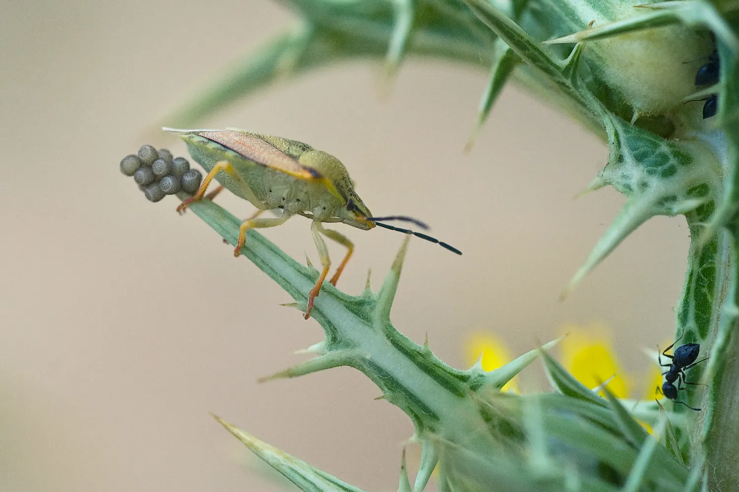 A shield bug that has laid eggs A shield bug that has laid eggs