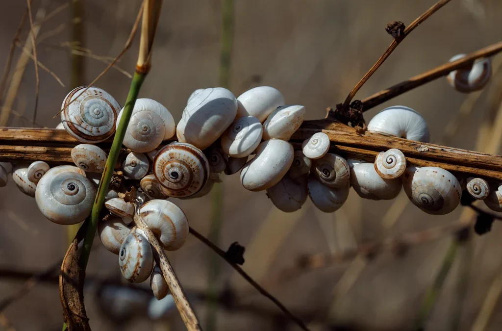 The Secret of Summer-Sleeping Snails