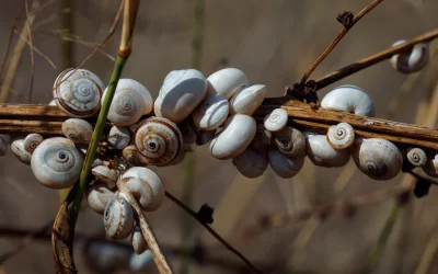 The Secret of Summer-Sleeping Snails