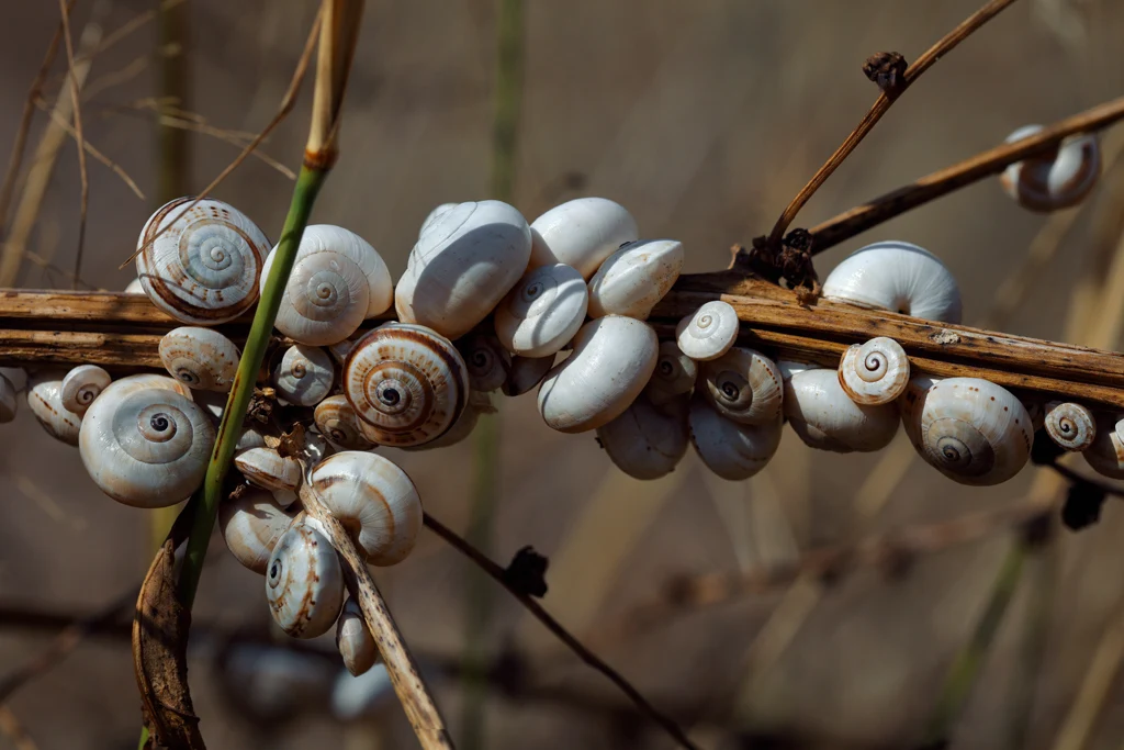Snails clustered together on the branch of a shrub. Snails clustered together on the branch of a shrub.