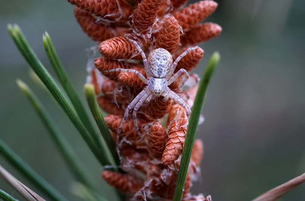 The Hidden World of the Running Crab Spider