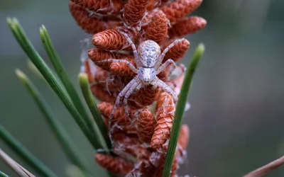 The Hidden World of the Running Crab Spider