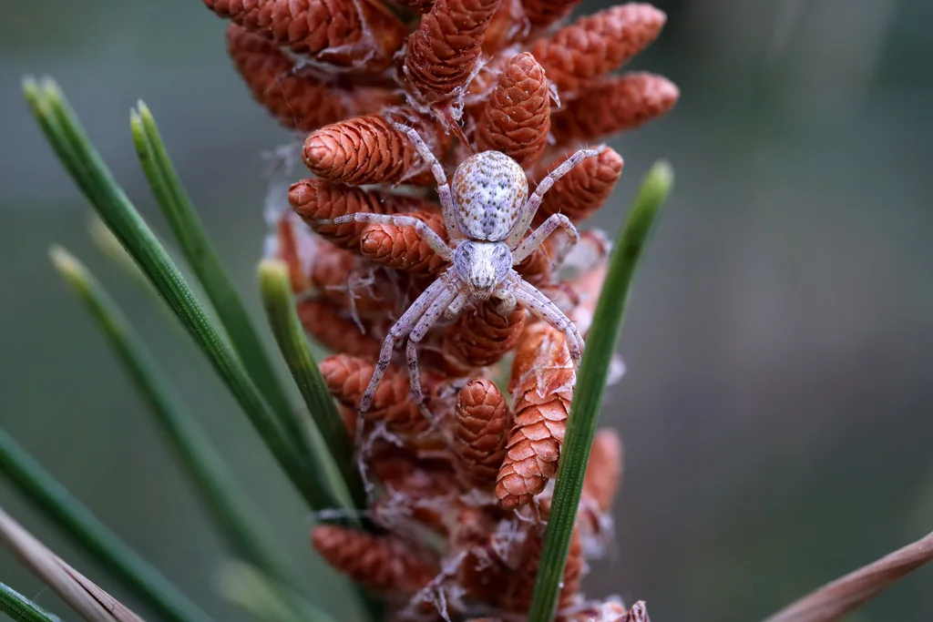 A small spider in a pine tree - Celerrimus duffeyi A small spider in a pine tree - Celerrimus duffeyi